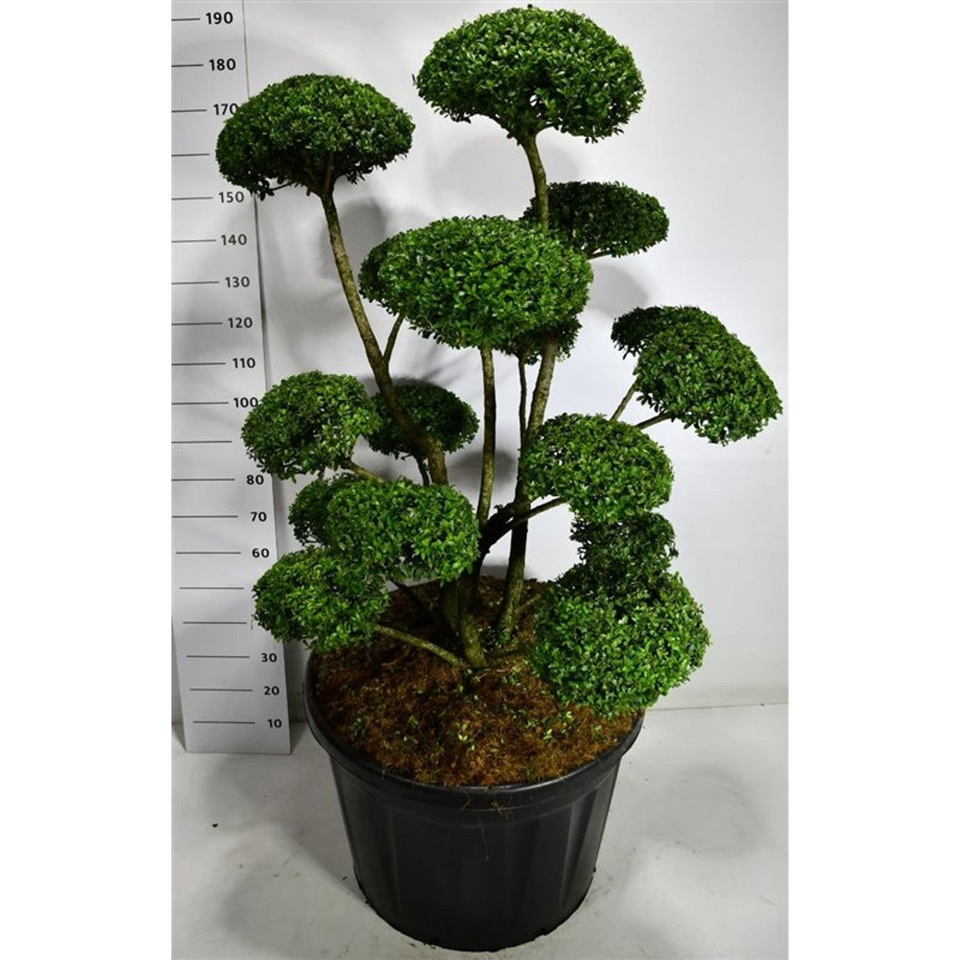 Järnek – Ilex 'Impala'® - 125-150 CM Bonsai Cont.